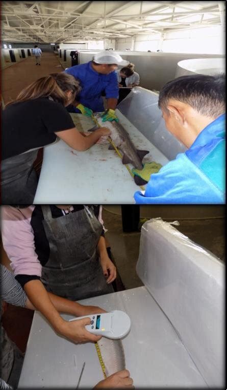 Image result for Using a Rope for Chipping Alignment