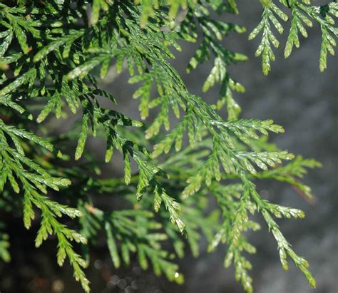 Thuja plicata, Western Red Cedar – Woodbrook Native Plant Nursery