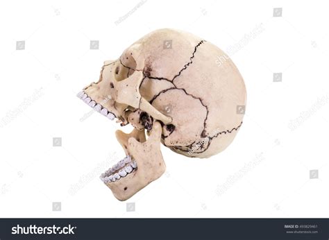 Skull Profile Open Mouth