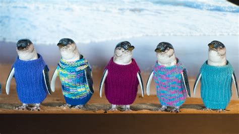 Fairy Penguins In Sweaters