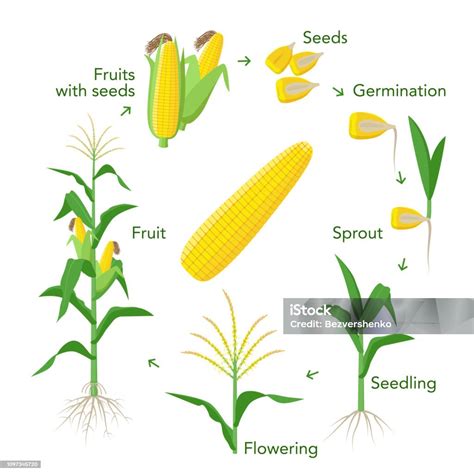 Image result for Normalising Process