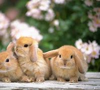 Image result for Aesthetic Desktop Wallpaper Bunnies