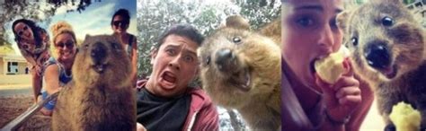 Cute Quokka Stuffed Animal Plush Toy Australia Animal Plushie Cuddly ...