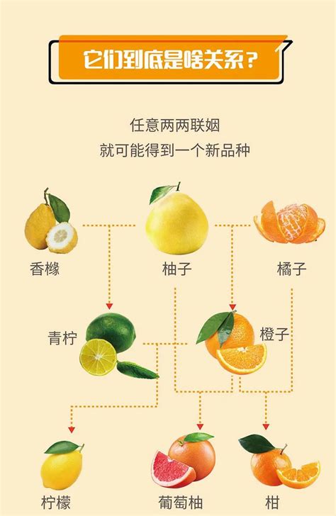 橘子、橙子、柚子……谁才是其中的水果之王？_凤凰网