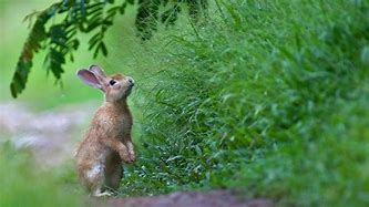 Image result for Aging Bunnies