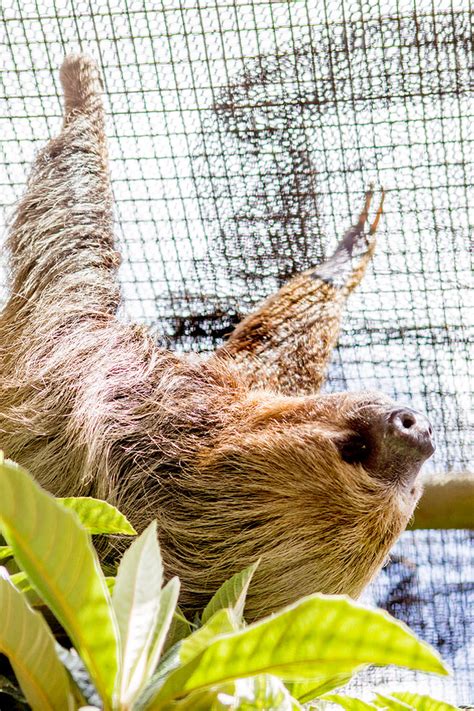 Image result for Linne's Two-Toed Sloth