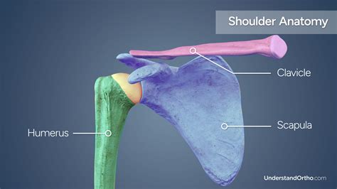 Repair of Detached Labrum – UnderstandOrtho™