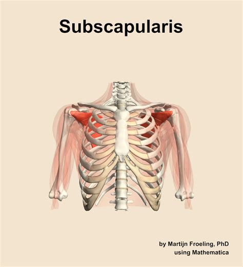 Image result for Subscapularis Muscle Function