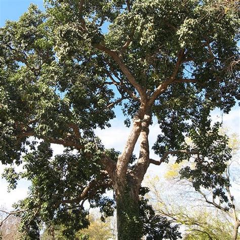 Buy Tree and Forestry Seeds online from Nurserylive at lowest price.