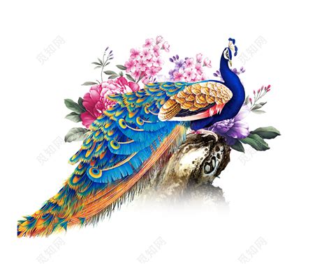 手绘中国风美丽孔雀插画素材免费下载 - 觅知网