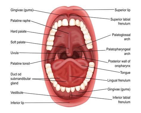 Mouth illustration for Students | Oral cavity, Anatomy, Oral
