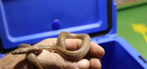 Image result for Pygmy Python