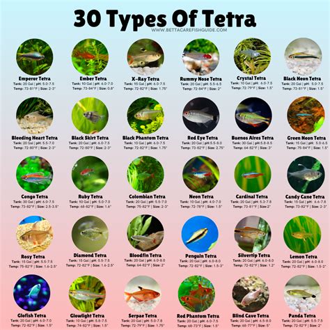 Types Of Tetra: Top 41 Species With Care Sheets