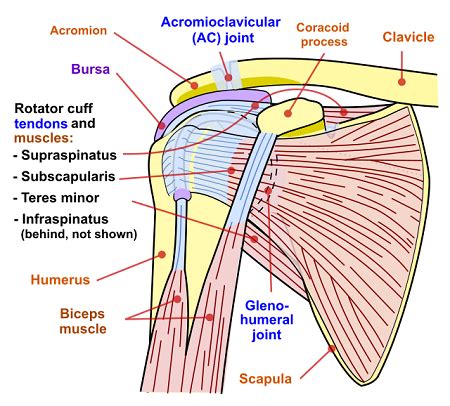 Image result for Subscapularis Muscle Function