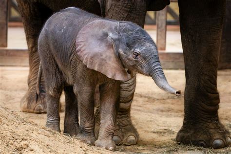 African Elephant Baby