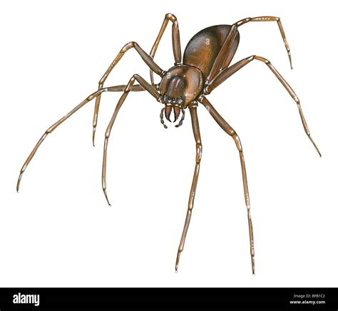 Brown Recluse Spider Web Pictures