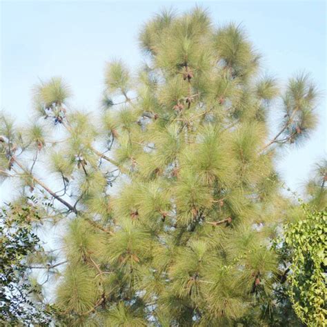 Buy Avenue Trees online in India | Avenue tress in India at low prices