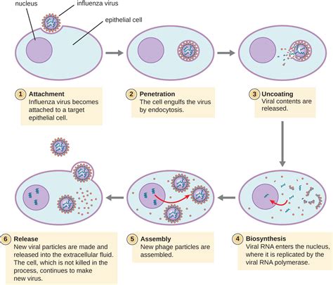 7.4: Animal Virus Life Cycle - Biology LibreTexts