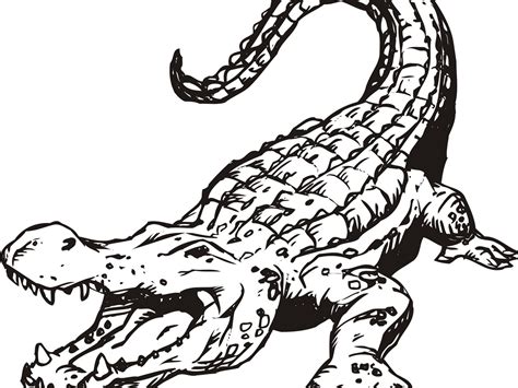 Crocodile Coloring Pages at GetColorings.com | Free printable colorings ...