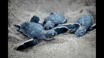 Fines on case-to-case basis for turtle nesting site violations | Goa ...