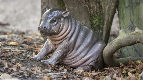 See why this adorable baby hippo has been nicknamed 'Michelin Man ...