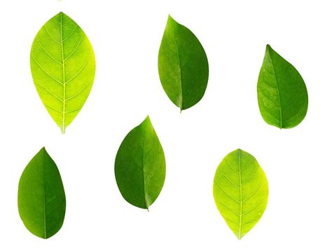 Image result for Leaf Modification Animation