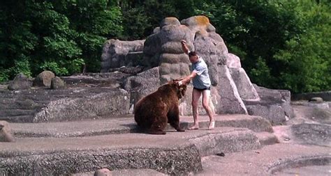 波兰一男子闯入熊山暴打母熊后顺利逃脱网友称“熊的天性呢？”|波兰|男子-知识百科-川北在线