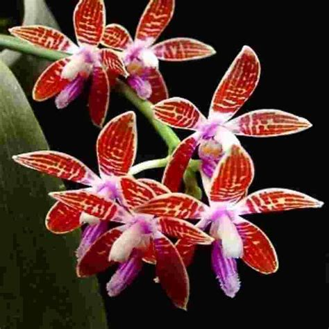 Phalaenopsis corningiana var. red sp. – EXOTICA ORCHIDS