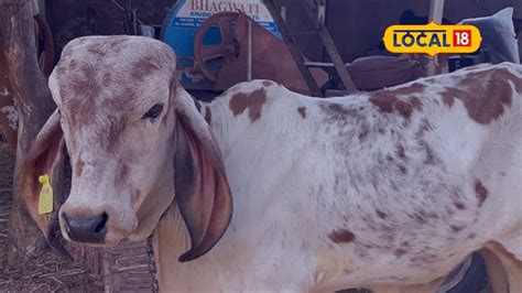 ગાય અને ભેંસમાં થતા ફૂટરોગની સારવાર - Treatment of foot disease in cows ...