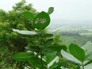 natikrd Safed Aak Plant Price in India - Buy natikrd Safed Aak Plant ...