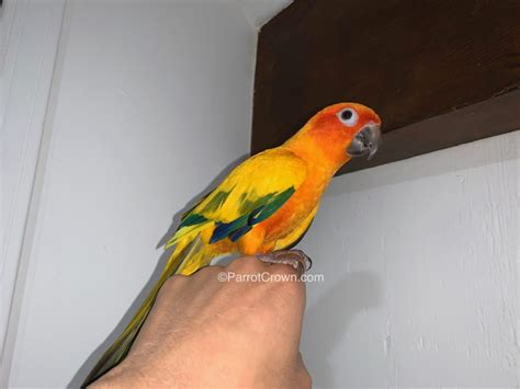 Image result for Red Factor Conure
