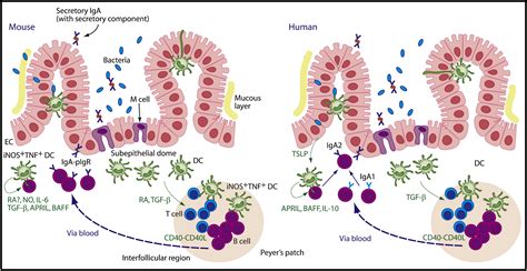 Mucosa Associated Lymphoid Tissue