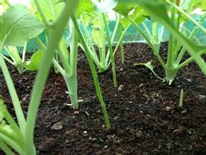 How to Grow Knol Khol?