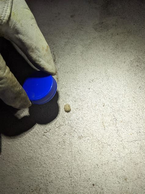 Are these brown widow egg sacs? : r/spiders