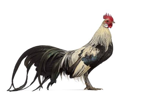 Phoenix Chicken Animal Pictures | A-Z Animals