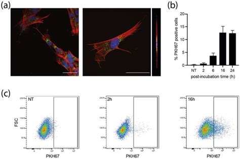 Viruses | Special Issue : Herpesvirus Manipulation of Cellular ...