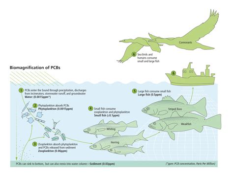 Bioaccumulation Diagram