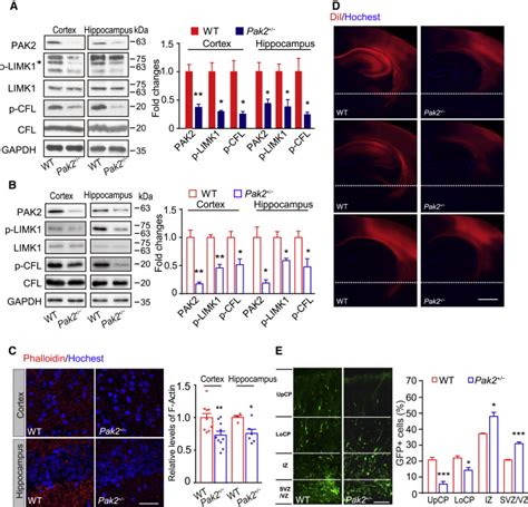 Open Pak File 的图像结果