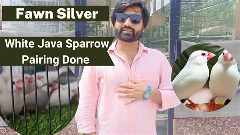 Image result for Fawn Java Sparrow