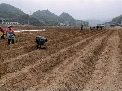 温州龙湾：春耕备耕忙生产，不负农时不负春-新闻中心-温州网