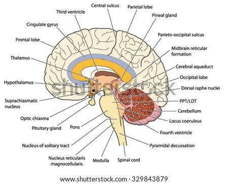 Image result for Brain Scan Algorithm