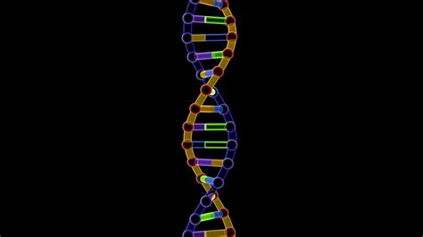 Animation DNA Replication Steps 的图像结果
