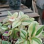 Image result for Pink Wandering Jew Plant