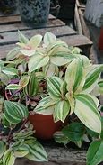 Image result for Wandering Jew Plant with Fern