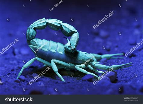 Scorpion Under Ultraviolet Light Stock Photo (Edit Now) 137947865