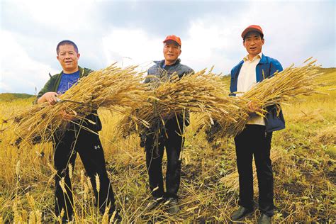 互助：农民庆丰收 喜迎二十大--青海省新闻办