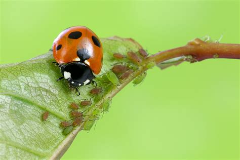 Ladybird Beetle Feeding