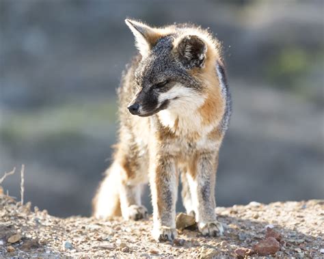 Meet The Foxy Residents Catalina Island Foxes: Surviving, 55% OFF