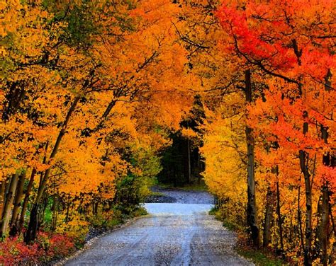 Image result for Fall From Step Ladder