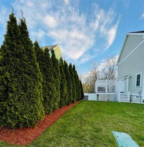 Tree Pruning Near Me 的图像结果